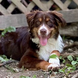 Lynyrd Skynyrd(Skynrd) - Red tri-color male Australian Shepherd puppy in The Mid West, Illinois from Water's Edge Aussies