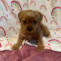 First Born - Gold female Yorkshire Terrier puppy in Sacramento County, California from WiseGuys Love Yorkies