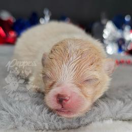 Pepper's Beeswax - Bee - Cream female Pomeranian puppy in Plant City, Florida from Pepper's Pomeranians