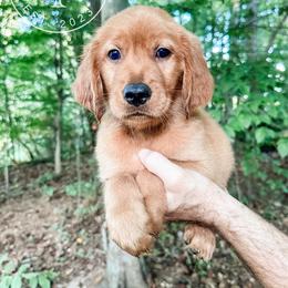 Scout - light blue - Dark golden male Golden Retriever puppy in Greeneville, Tennessee from Cultivate Farm