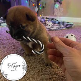Shiba Inu Puppies from EndThyme Acres