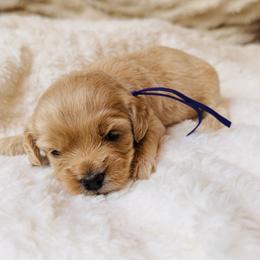 Betsy - Cream female Cockapoo puppy in Alexandria, Alabama from Bright and Beautiful Cockapoos and Doodles
