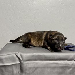 Navy - Sable male German Shepherd puppy in Buckeue, Arizona from Légende Vivante Du Chief Kennel