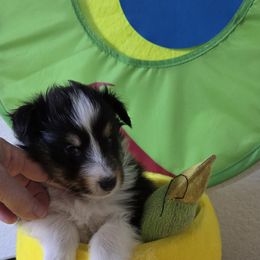 Shetland Sheepdog Puppies from Spring Valley shelties