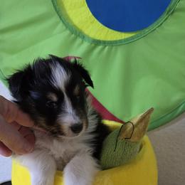 Shetland Sheepdog Puppies from Spring Valley shelties