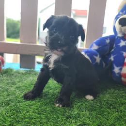 Ppf3 - Black and white female Chinese Crested puppy in New Castle, Pennsylvania from Long Haul Cresteds & Long Rotts