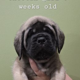 Girl three - Fawn female Mastiff puppy in Lake Villa, Illinois from Kharisma Mastiffs