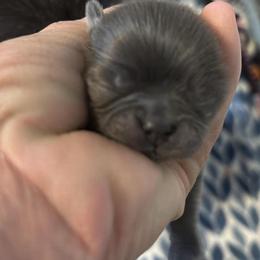 Blue male - Blue male Shih Tzu puppy in Ethel, Mississippi from The Dog House LLC