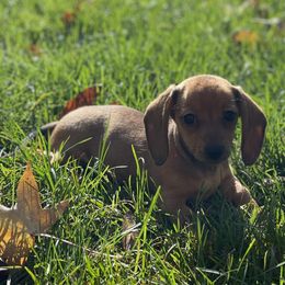 Dachshunds from Code Red Puppies
