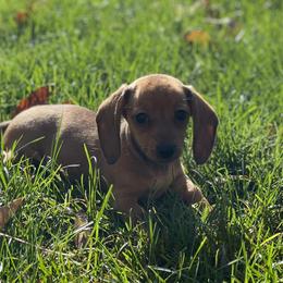 Dachshunds from Code Red Puppies