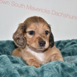 Shaded red dapple - Dapple male Dachshund puppy in Seminary, Mississippi from Down South Mavericks Dachshunds