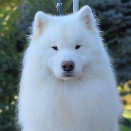 Banjo - White male Samoyed puppy in Rileyville, Virginia from Snowshoe Samoyeds