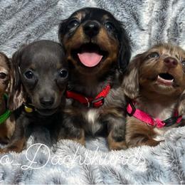 Dachshund Puppies from Camacho_Dachshunds