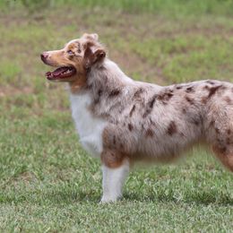 Ginger - Miniature American Shepherd