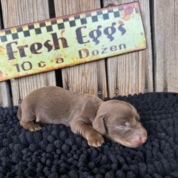 Blake - Chocolate and tan male Dachshund puppy in Colbert, Oklahoma from Brooke Crenshaw
