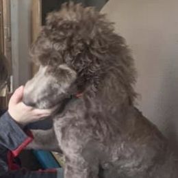 Miniature Schnauzers and Poodles from Shelly’s Pooches