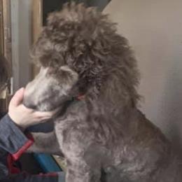 Miniature Schnauzers and Poodles from Shelly’s Pooches