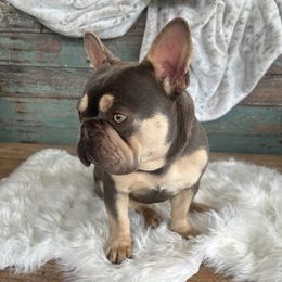 Lola - French Bulldog