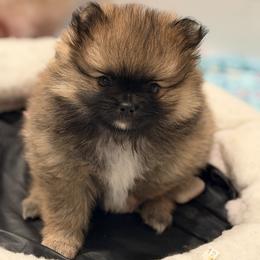 Abby - Wolf sable female Pomeranian puppy in Newport Beach, California from Exotic City Pomeranians and chihuahuas