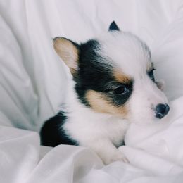 American Corgis and Pembroke Welsh Corgis from San Diego Corgi Haven