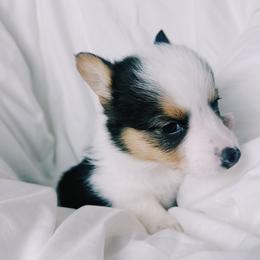 American Corgis and Pembroke Welsh Corgis from San Diego Corgi Haven