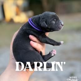Darlin - Blue female Catahoula Leopard Dog puppy in Okeechobee, Florida from Lazy 44 Catahoulas