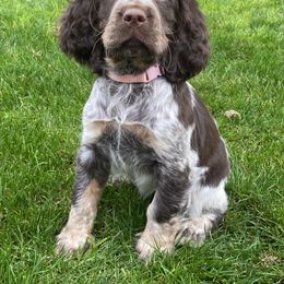 English Springer Spaniel Puppies from English Springer Spaniels at Lands Lodge
