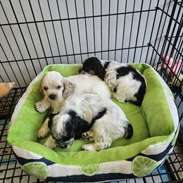 Cocker Spaniel Puppies from Riegelz Cockers
