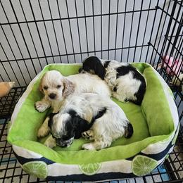 Cocker Spaniel Puppies from Riegelz Cockers