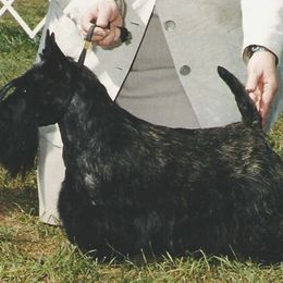 Scottish Terrier All Grown Up from Afton Scottish Terriers