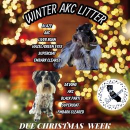 Miniature Schnauzer puppies from T & A Cali Schnauzer