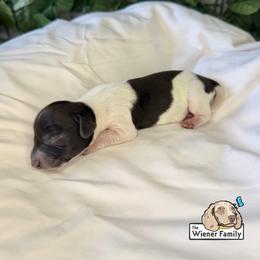 Safi - Piebald female Dachshund puppy in Ocala, Florida from The Wiener Family