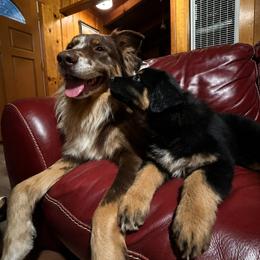 Australian Shepherd Puppies from McElroy Homestead Austrailian Shepherds