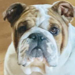Rosemary - Bulldog