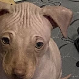 American Hairless Terriers and Doberman Pinschers from WhisperMoon Kennels