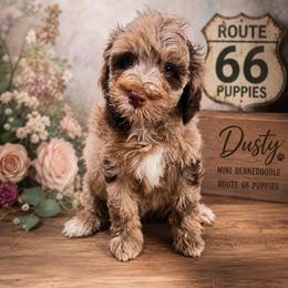 Boy 2, Wrigley - Merle male Bernedoodle puppy in Delphos, Ohio from Route 66 Puppies
