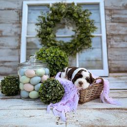 Waffles - Liver and white female English Springer Spaniel puppy in Henderson County, North Carolina from Roan Creek Kennels