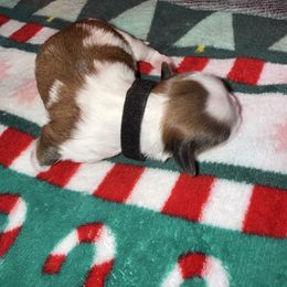 Sully - Gold and white male Shih Tzu puppy in Huber Heights, Ohio from Little Healthy Purebred Pups