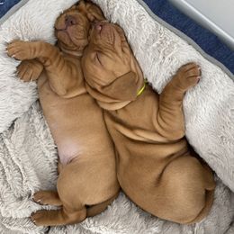 Vizsla Puppies from Valor Vizsla's