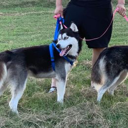 Siberian Huskies from Joseline's Huskies