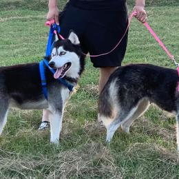 Siberian Huskies from Joseline's Huskies
