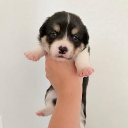 7 - Black and white female American Corgi puppy in Boyd, Texas from Barker's Corgis