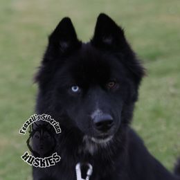 Ghost - Siberian Husky