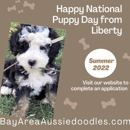 Aussiedoodle Puppies from Bay Area Aussiedoodles