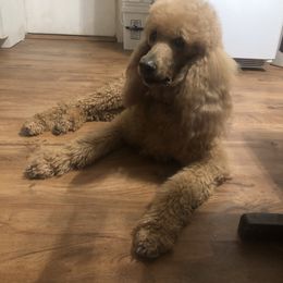 Prancer - Red  male Poodle puppy in Springtown, Texas from North Texas Puppies