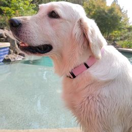 Golden Retrievers from Heartland English Cream Golden Retrievers