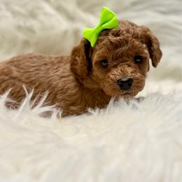 Green Collar - Apricot female Poodle puppy in Stockton, California from R&R Goldendoodles