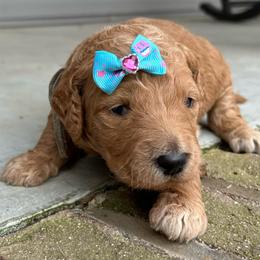 Beacon - Red  female Goldendoodle puppy in Camden, North Carolina from Oopsie Doodles of NC