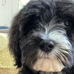 Gray Collar - Sheepadoodle puppy from CelticDoods