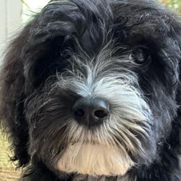Gray Collar - Sheepadoodle puppy from CelticDoods